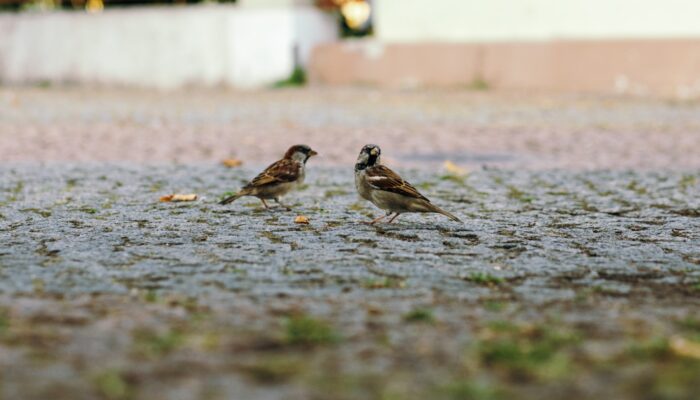 DANIELPHOTO0489 (Large)