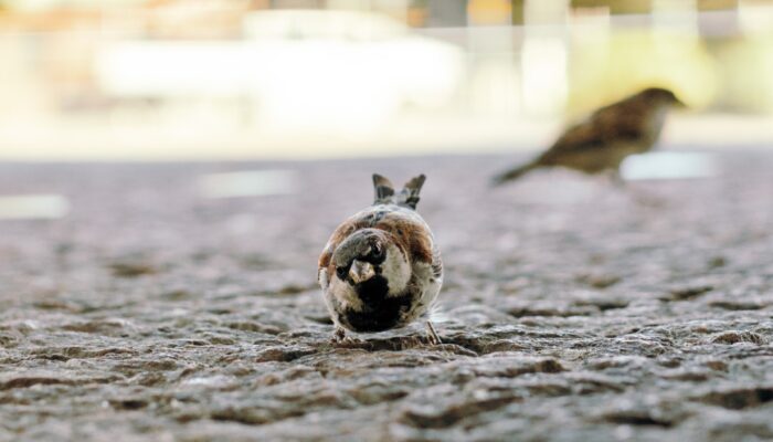 DANIELPHOTO0492 (Large)